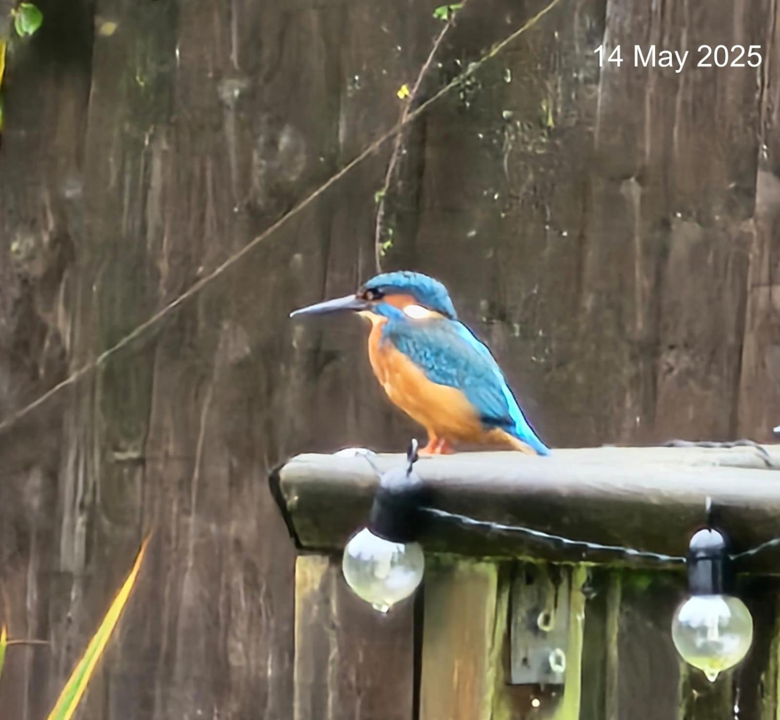 Woodies Peasmarsh エクステリア 写真
